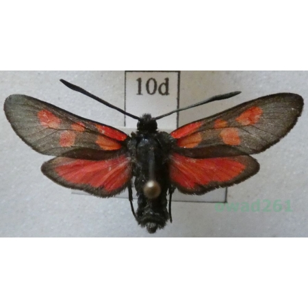 Zygaena meliloti Hübner, 1796 Czech10d